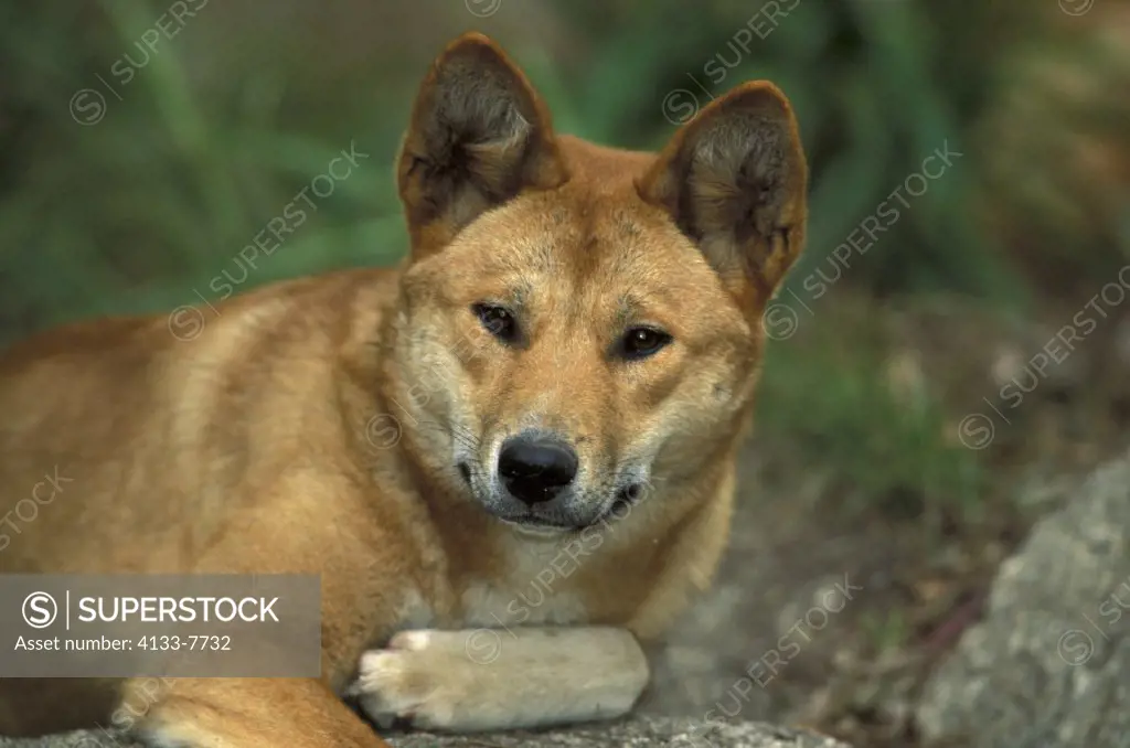 Dingo , Canis familiaris dingo , Australia , Adult Portrait