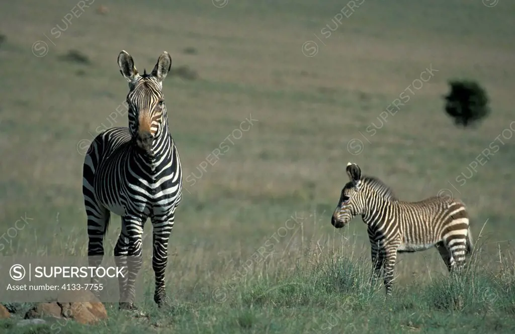 Cape Mountain Zebra,Equus zebra zebra,Mountain Zebra Nationalpark,South Africa,Africa,adult with young