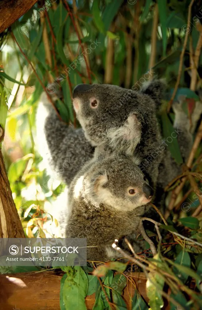 Koala,Phascolarctos cinereus,Australia,mother with baby on back searching for food