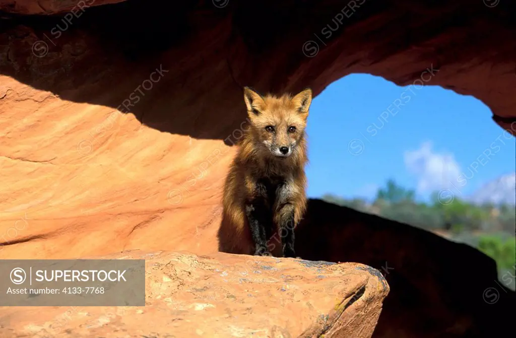 American Red Fox,Vulpus fulva,Bryce Canyon,Utah,USA,adult male on rock
