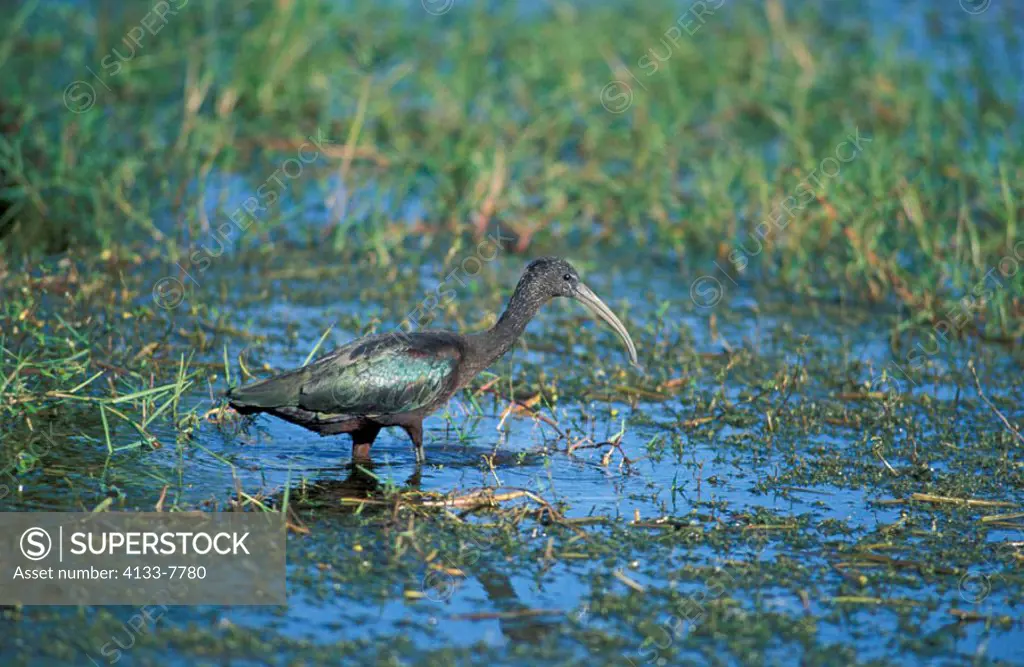 Glossy Ibis, Plegadis falcinellus, Florida, USA, adult in water searching for food