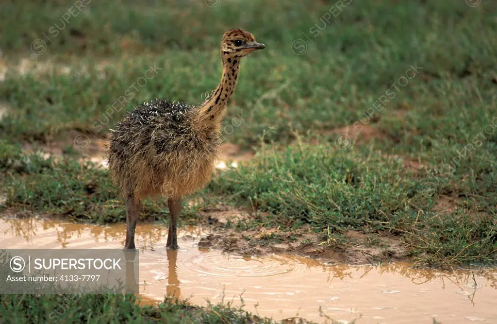 South African Ostrich,Struthio camelus australis,Kruger Nationalpark,South Africa,Africa,young at water