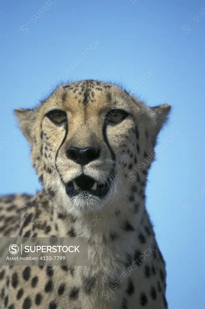 Cheetah , Acinonyx jubatus , South Africa , Africa , Adult