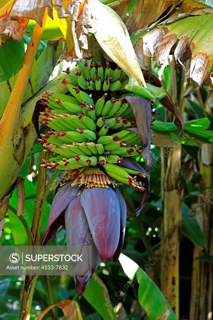 Banana Plant,Musa x paradisiaca,South America,fruit