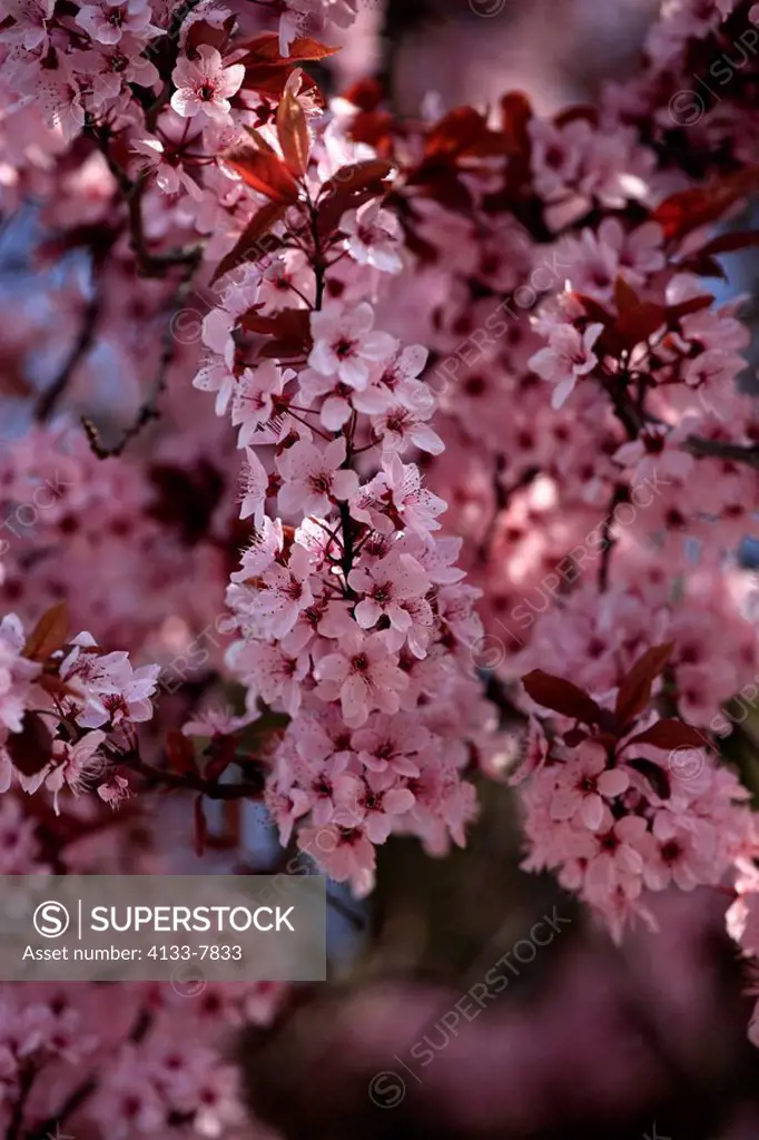 Cherry Plum,Prunus cerasifera,Ellerstadt,Germany,Europe,blooming tree