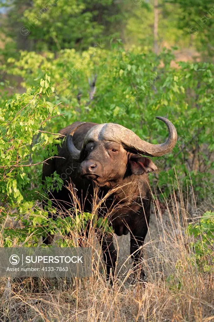 African Buffalo,Syncerus caffer,Kruger National Park,South Africa,adult male