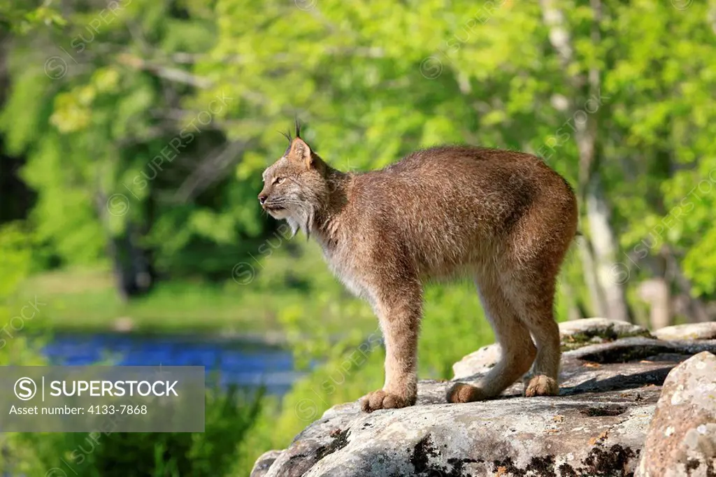 Lynx,Lynx canadensis,Minnesota,USA,adult on rock