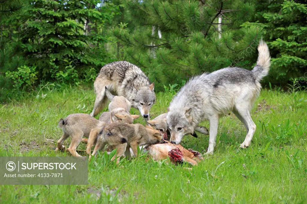 Gray Wolf,Grey Wolf,Canis lupus,Minnesota,USA,group of youngs and adults feeding on prey