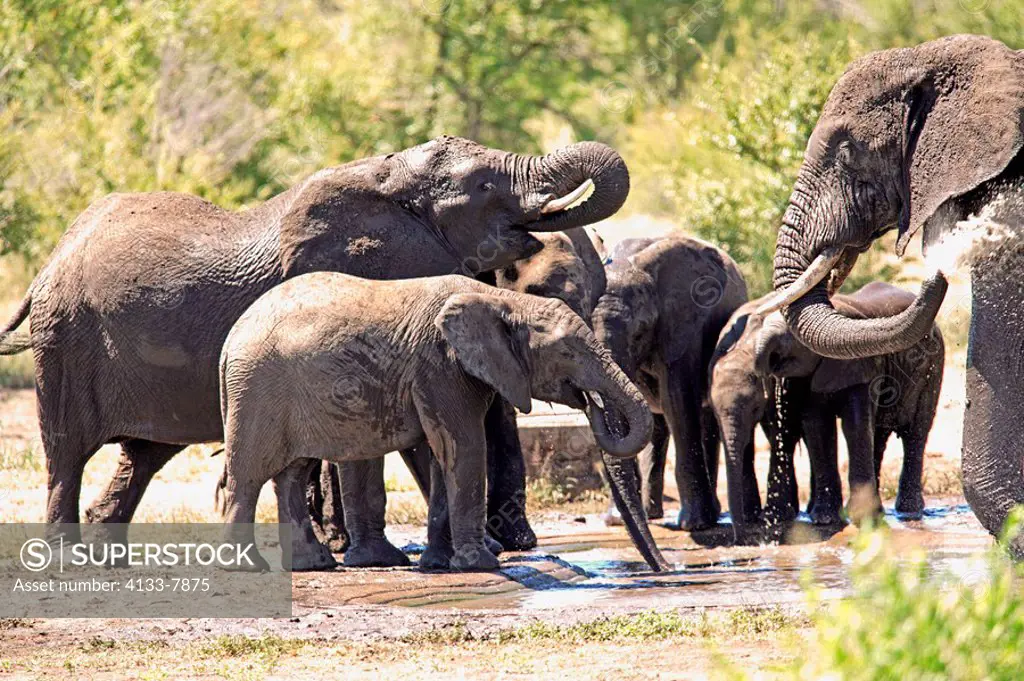 African Elephant,Loxodonta africana,Kruger Nationalpark,South Africa,Africa,group drinking at waterhole