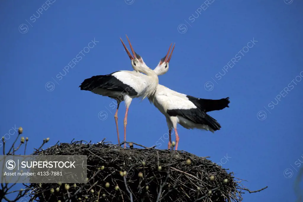 White Stork , Ciconia ciconia , Europe , Germany , Africa , adult couple , pair  clapping on nest social behaviour