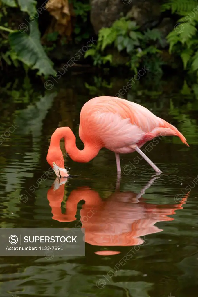 American Flamingo, Phoenicopterus ruber ruber, South America, Latin America, adult feeding in water