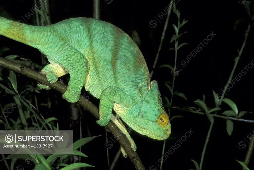 Parson´s chameleon , Calumma parsonii , Madagascar , adult