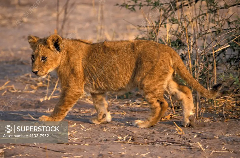 Lion,Panthera leo,Chobe NP,Botswana,Africa,young cub