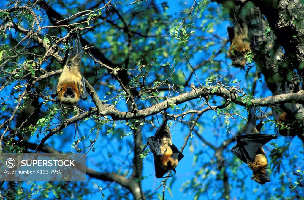 Madagaskar Fruit Bat,Pteropus rufus,Madagascar,Africa,resting in colony