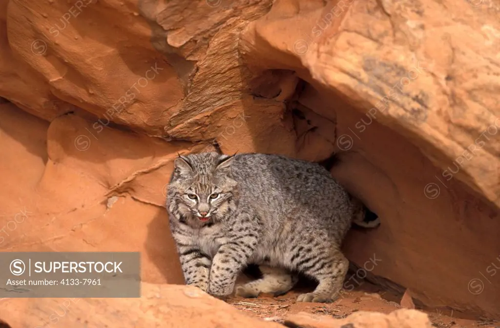 Bobcat,Lynx rufus,Bryce Canyon,Utah,USA,adult on rock