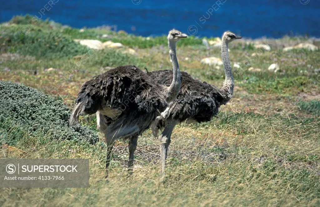 South African Ostrich,Struthio camelus australis,Cape of the good Hope Nationalpark,South Africa,Africa,two adult females