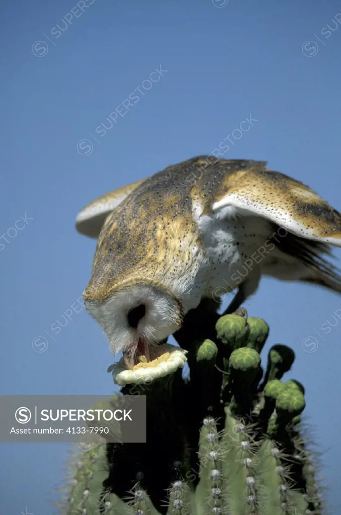Barn Owl , Tyto alba , Sonora Desert , Arizona , USA , America , adult on top of Sagoaro cactus drinking liquid from bloom