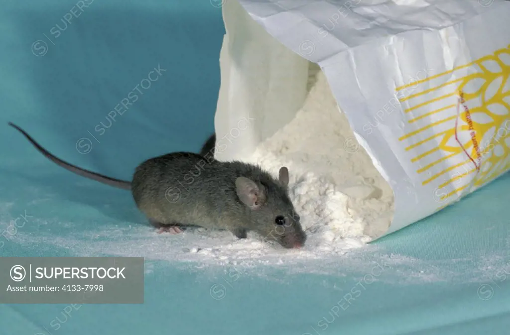House Mouse , Mus musculus , Germany , Adult feeding on meal