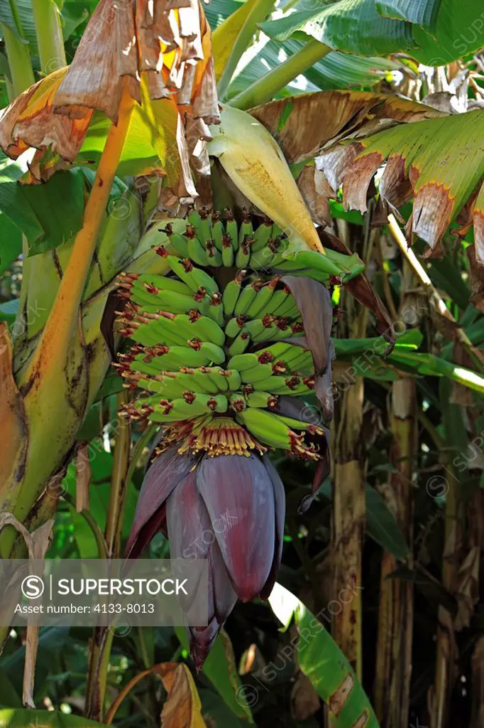 Banana Plant,Musa x paradisiaca,South America,fruit