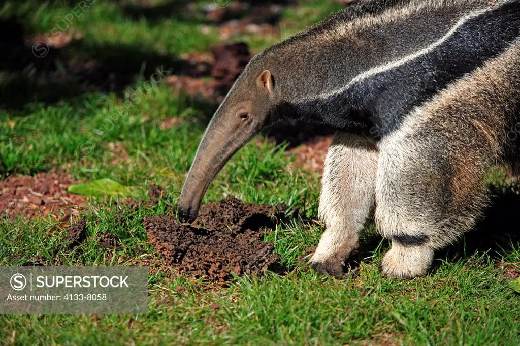 Giant Anteater,Myrmecophaga tridactyla,Pantanal,Brazil,adult,feeding,termite hill,termites