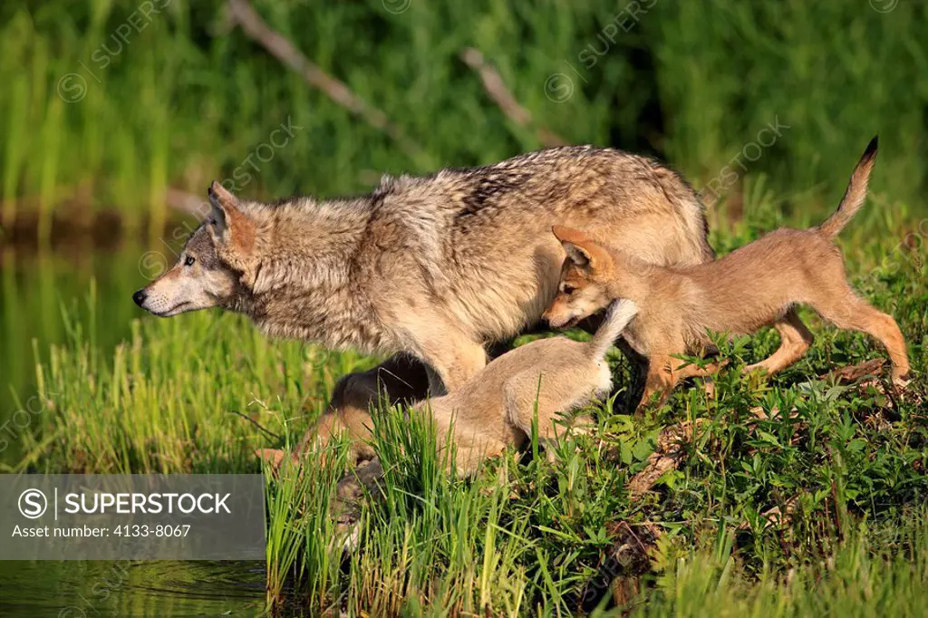 Gray Wolf,Grey Wolf,Canis lupus,Minnesota,USA,adult with youngs at water