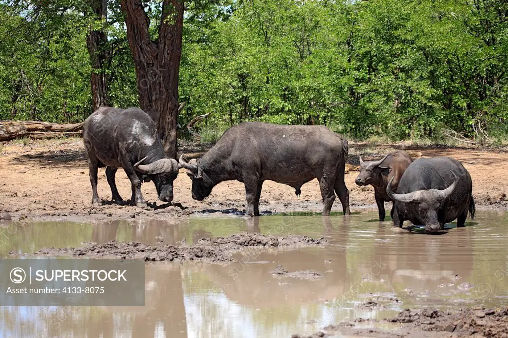 African Buffalo,Syncerus caffer,Kruger Nationalpark,South Africa,Africa,group of adults at waterhole