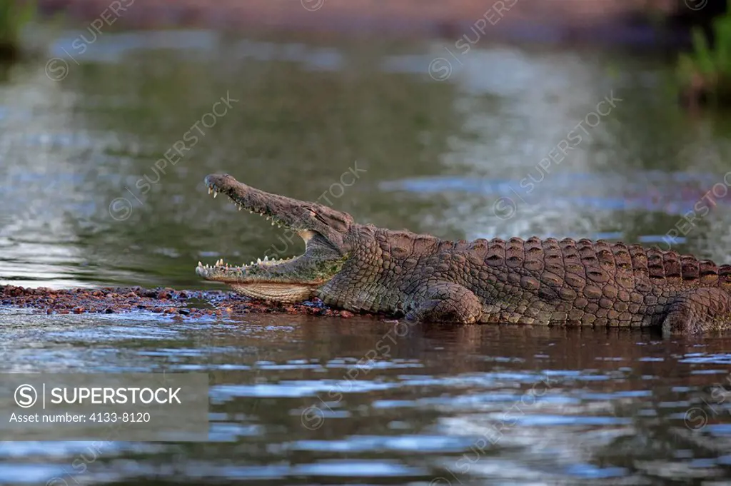 Nile Crocodile,Crocodylus niloticus,Kruger Nationalpark,South Africa,Africa,adult resting in water