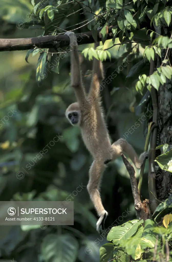 Dark handed Gibbon , Hylobates agilis , Asia , adult hanging on tree