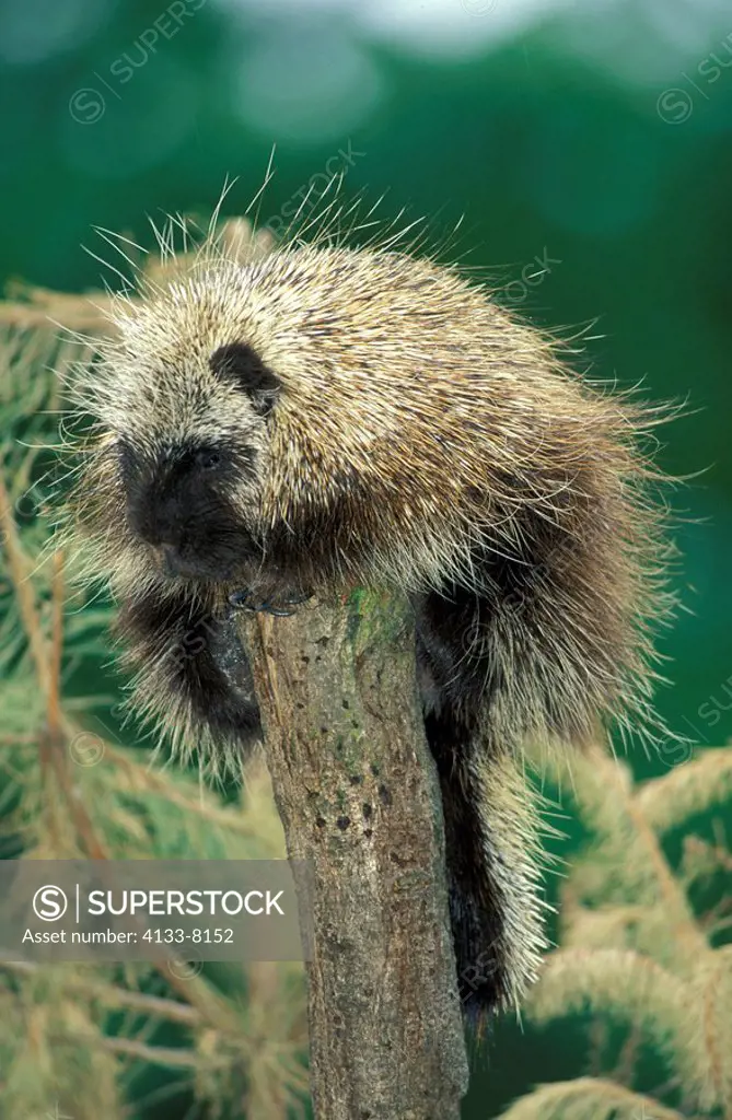 North American Porcupine,Erethizon dorsatum,North America,USA,adult resting on tree
