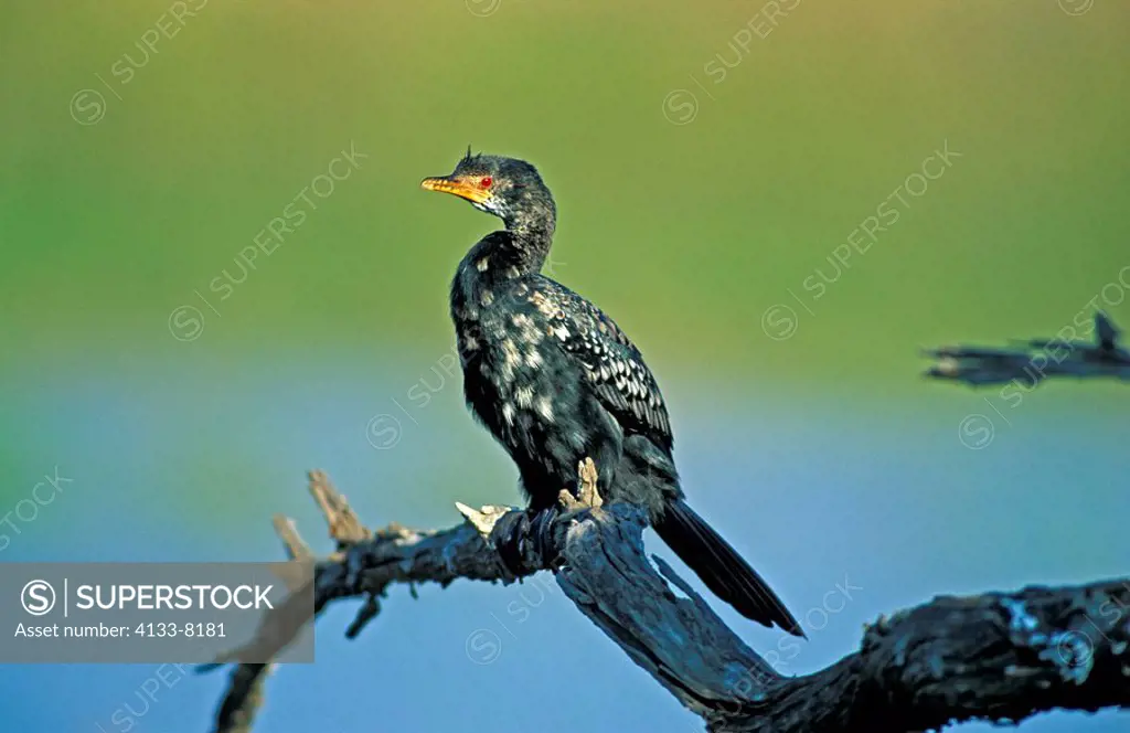 Long-Tailed Cormorant,Phalacrocorax africanus,Pilanesberg Nationalpark,South Africa,Africa,adult on branch at water