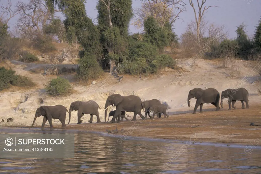 African Elephant , Loxodonta africana , Chobe National Park , Botswana , Africa , Adults , Group , Herd