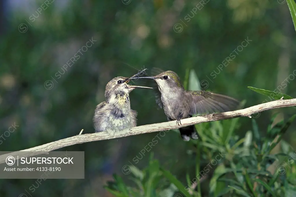 Costa´s Hummingbird , Calypte costae , Sonora Desert , Arizona , USA , America , adult female with young feeding