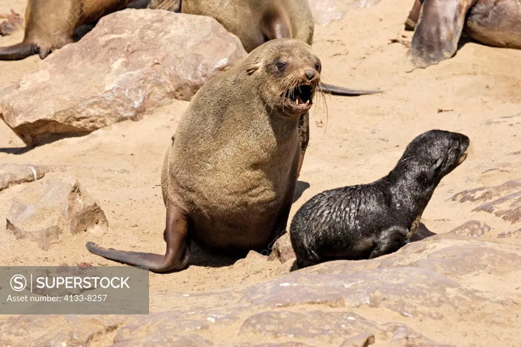 Cape Fur Seal, Arctocephalus pusillus, Cape Cross, Namibia , Africa, adult female chasing away a foreign pub