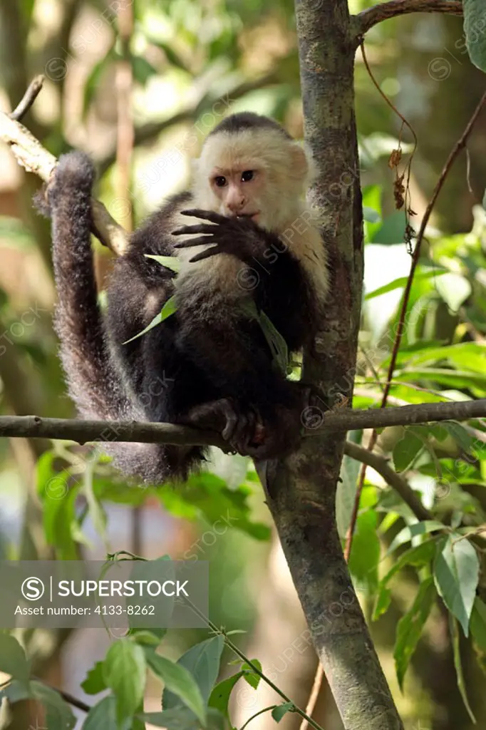White Throated Capuchin, Cebus capucinus, Roatan, Honduras, adult resting on tree