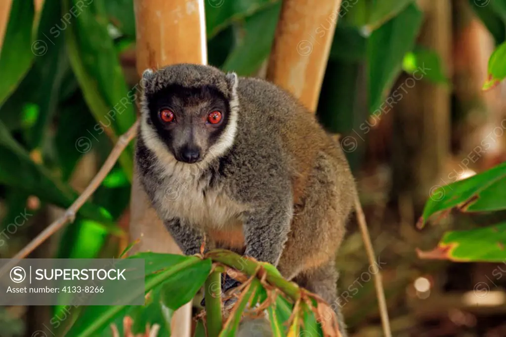 Mangoose Lemur, Eulemur mongoz, Madagascar, adult male on tree