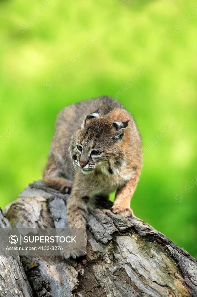 Bobcat,Lynx rufus,Minnesota,USA,adult on tree