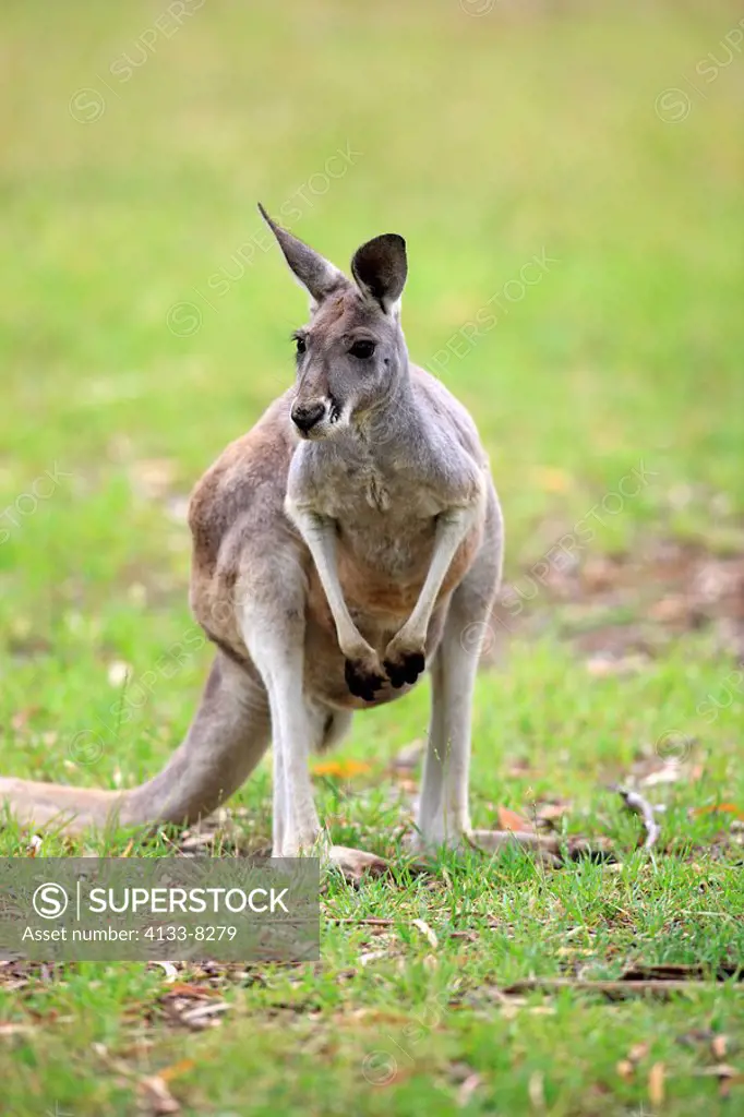 Eastern Grey Kangaroo,Macropus giganteus,Australia,adult female