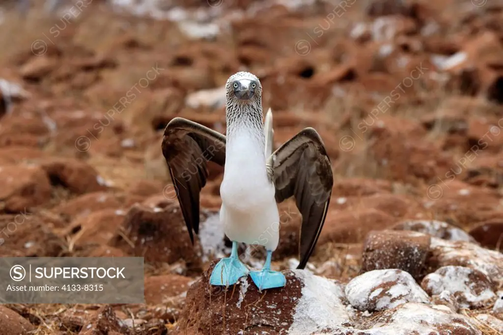 Blue Footed Booby,Sula nebouxii,Galapagos Islands,Ecuador,adult on rock