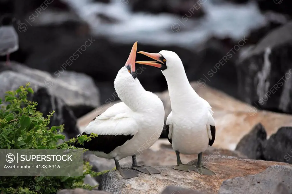 Nazca Booby,Masked Booby,Sula granti,Galapagos Islands,Ecuador,adults,pair,couple,on rock,social behaviour