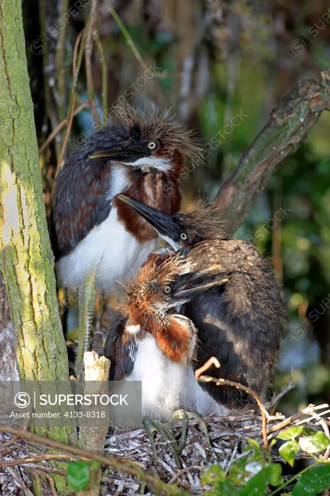 Tricolored Heron,Egretta tricolor,Florida,USA,three young birds on nest on tree