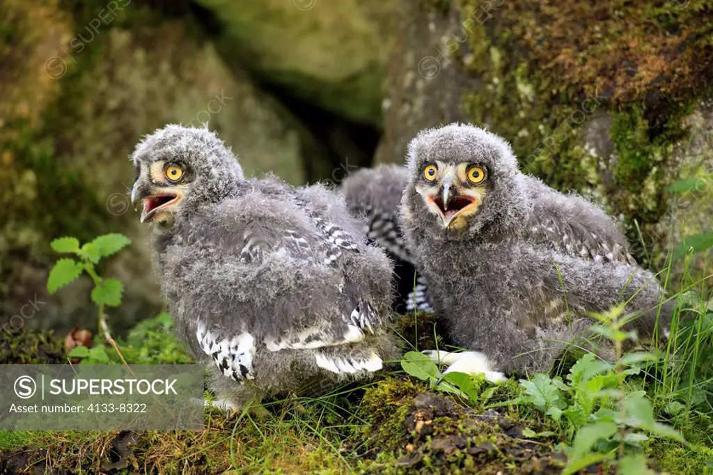 Snowy Owl,Nyctea scandiaca,Europe,three young birds calling sitting on ground