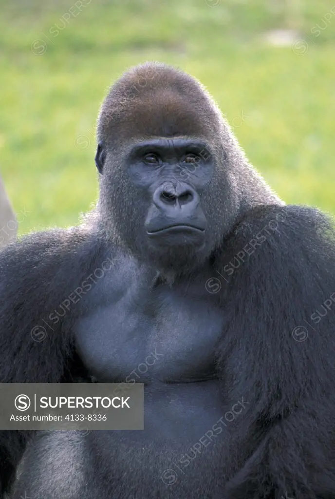 Lowland Gorilla , Gorilla gorilla gorilla , Africa , adult male portrait