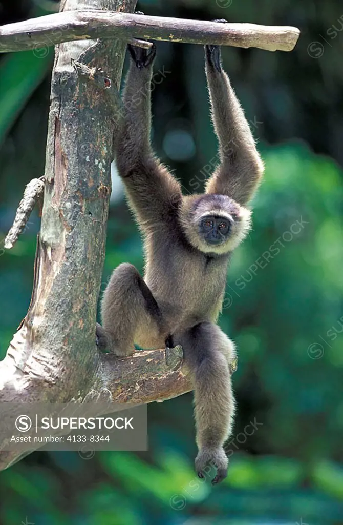 Mueller´s Gibbon Hylobates Muellerii Borneo Asia