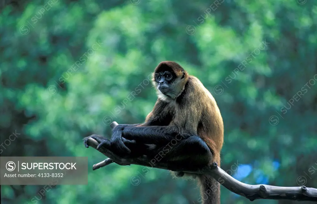Spider Monkey,Ateles geoffroyi,Costa Riva,Central America,adult on tree