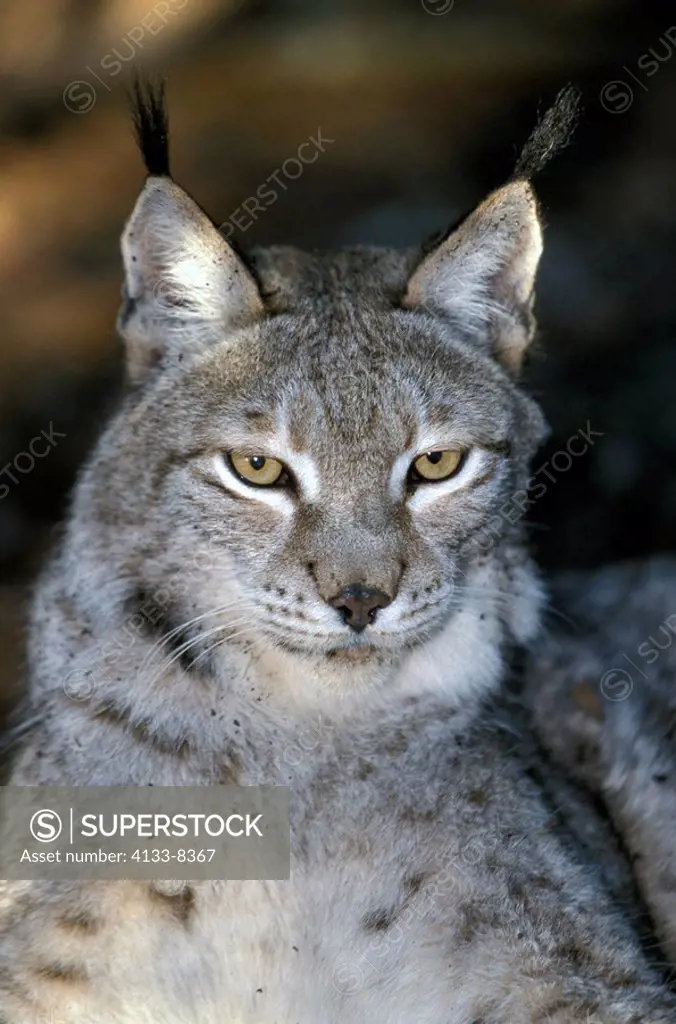 European Lynx,Felis lynx,Europe,adult portrait