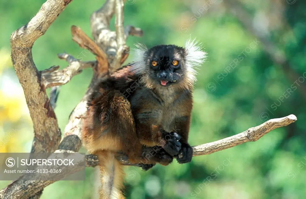 Black Lemur,Lemur macaco,Nosy Komba,Madagascar,Africa,adult female on tree