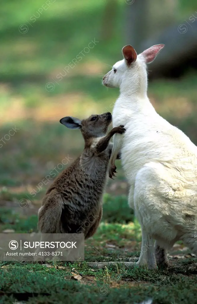 Eastern Grey Kangaroo,Macropus giganteus,Australia,adult albino female with young