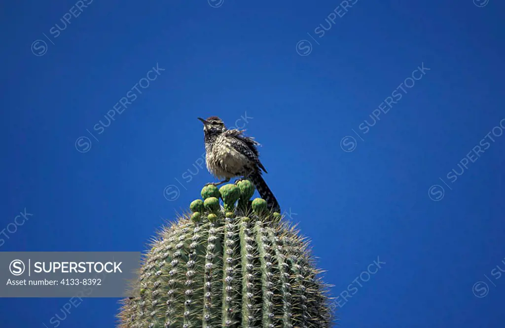 Cactus Wren Campylorhynchus brunneicapillus Sonora Desert Arizona USA