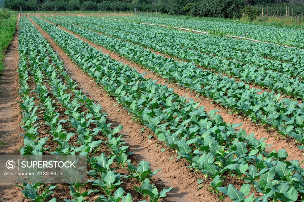 Plantation,field,Turnip cabbage,Brassica oleracea convar acephala,Germany