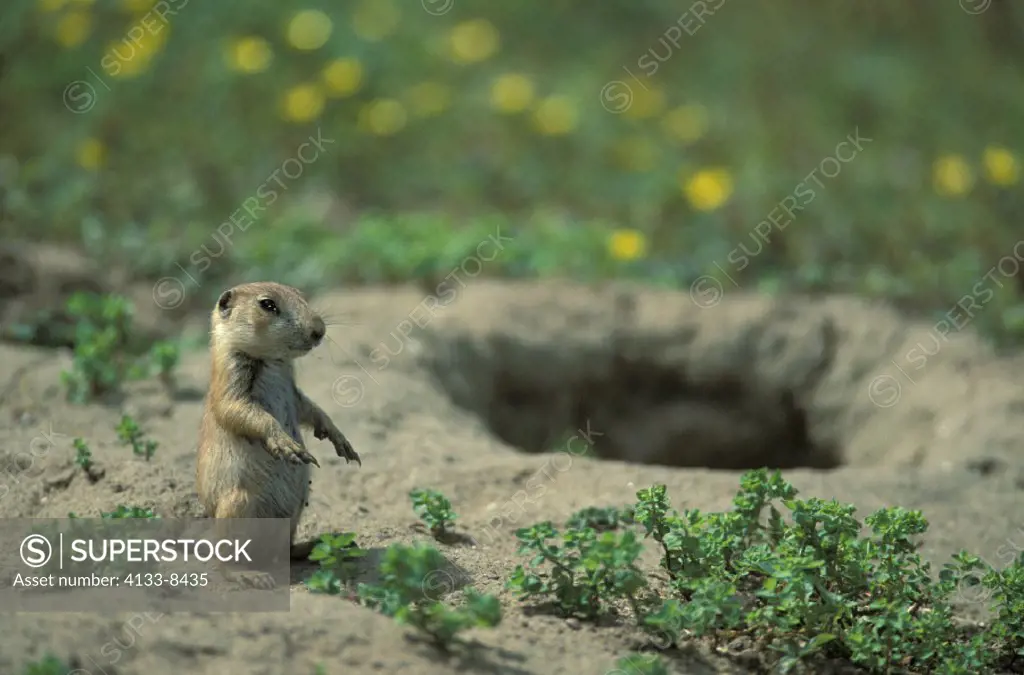 Black Tailed Prairie Dog , Cynomys ludovicianus , North America , young at cave , at den